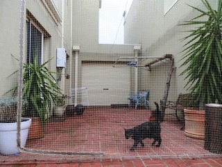 courtyard cat runs 3