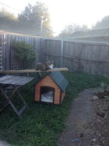 Catsafe Cat Enclosure